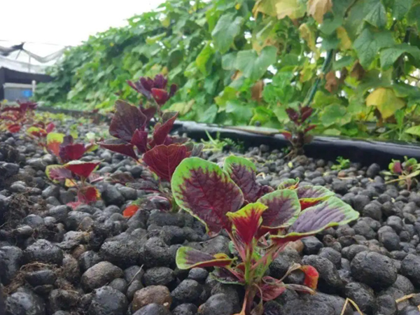 四川陶粒蔬菜种植