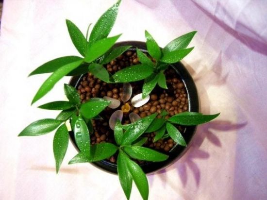 陶粒养花的优势特点